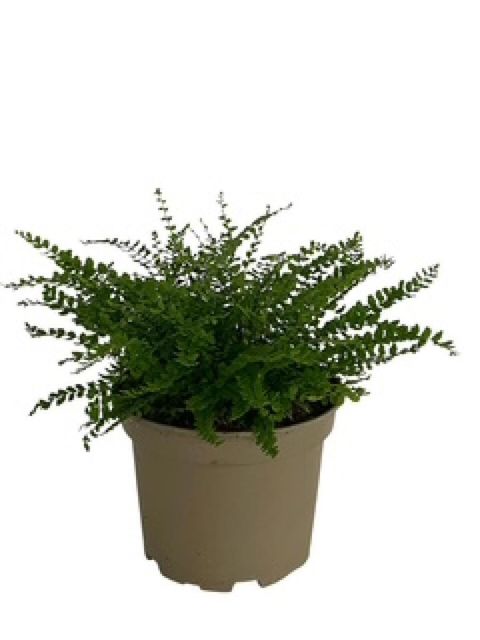 Asplenium trichomanes