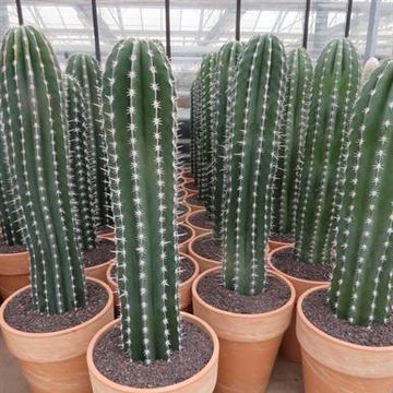 Pachycereus pecten-aboriginum