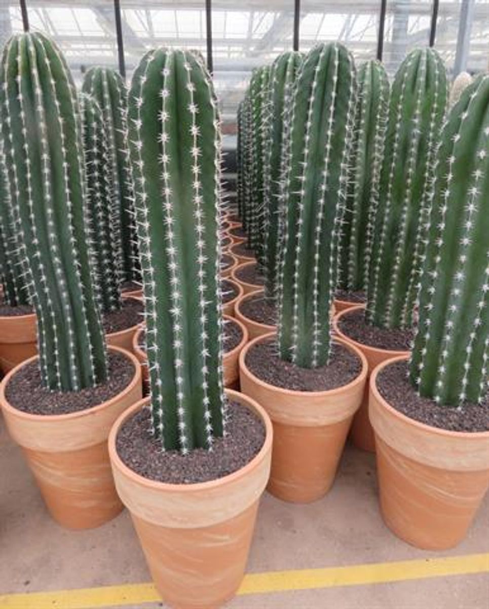 Pachycereus pecten-aboriginum ショップ 和名:土人のくし柱