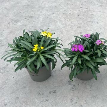 Erysimum MIX