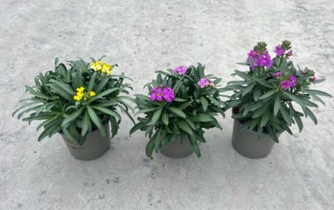 Erysimum MIX