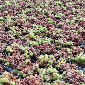 Mammillaria bocasana monstruosa