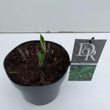 Hosta 'Francee'