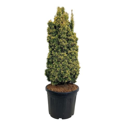 Taxus baccata 'Standishii'