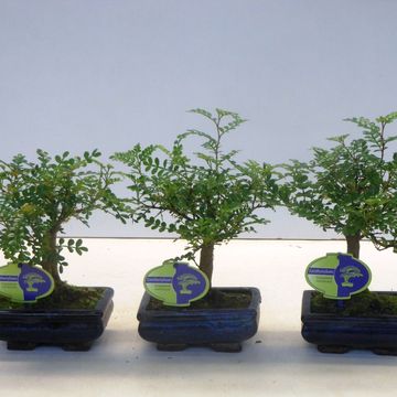 Zanthoxylum piperitum
