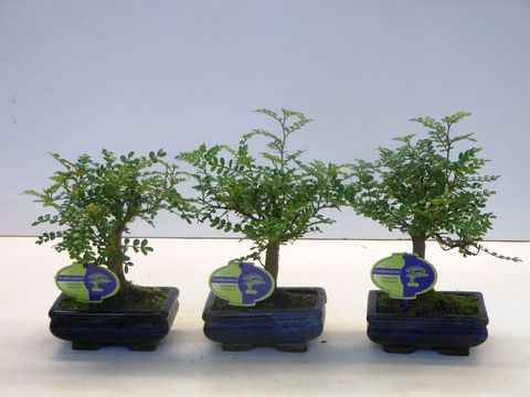 Zanthoxylum piperitum