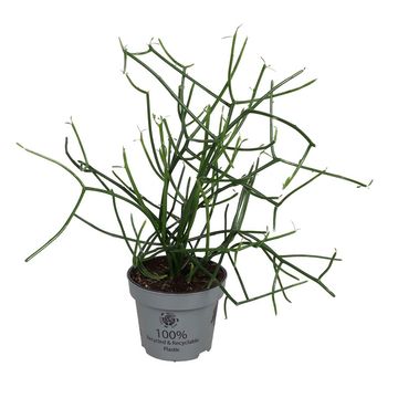 Euphorbia tirucalli