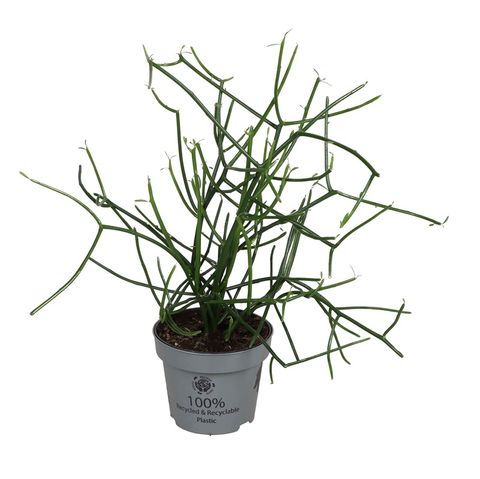 Euphorbia tirucalli