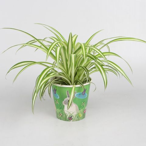 Chlorophytum comosum 'Вариегатум'