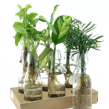 Arrangement Houseplants