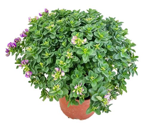 Polygala myrtifolia BIBI PINK