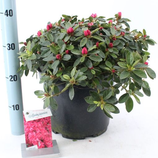 Rhododendron 'Vuyk's Scarlet' (About Plants Zundert BV)