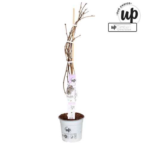 Wisteria 'Blue Waterfall'