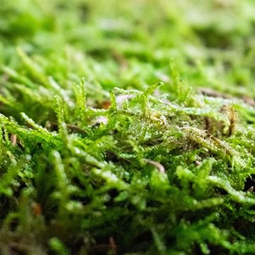 Substrates SHEET MOSS