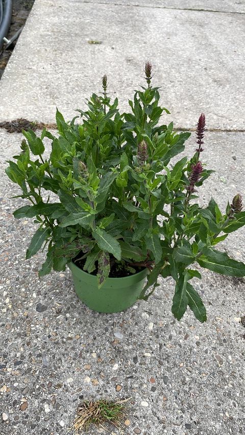 Salvia nemorosa 'Caradonna'