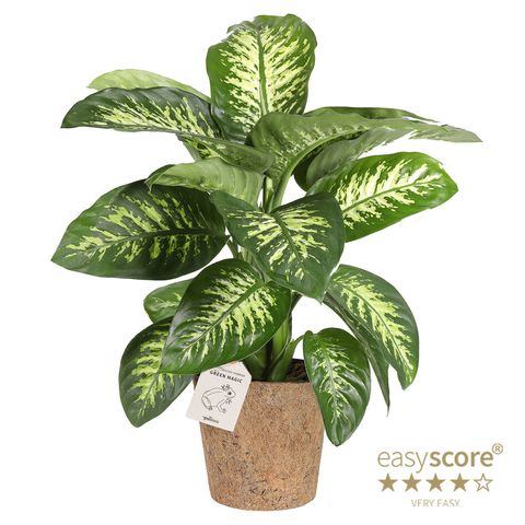 Dieffenbachia seguine 'Tropic Snow'