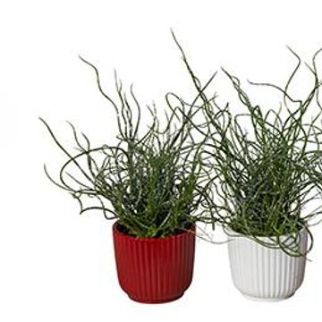 Juncus effusus spiralis