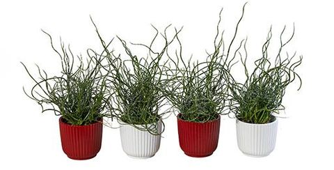 Juncus effusus spiralis