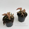 Syngonium 'Pink Chameleon'