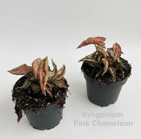Syngonium 'Pink Chameleon'