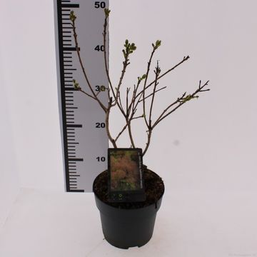 Cotinus coggygria 'Young Lady'