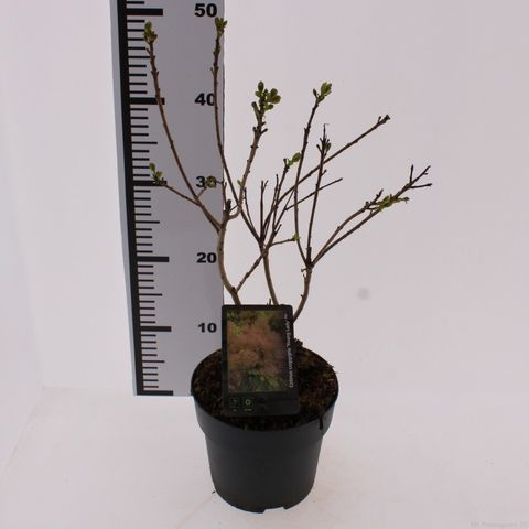 Cotinus coggygria 'Young Lady'