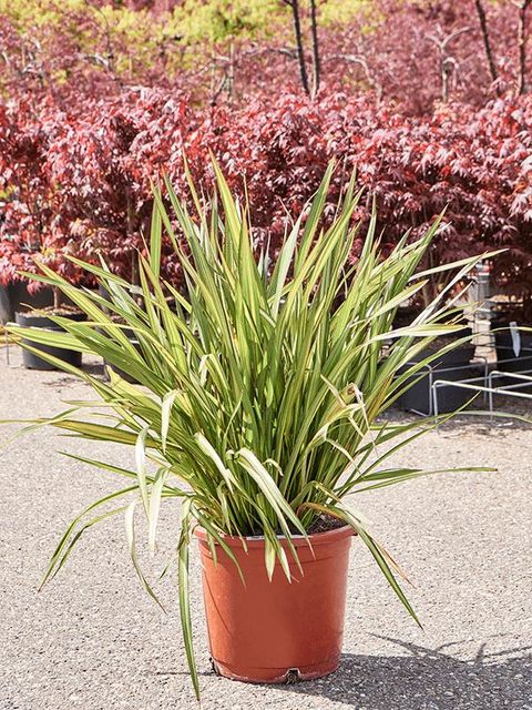 Phormium 'Sundowner'