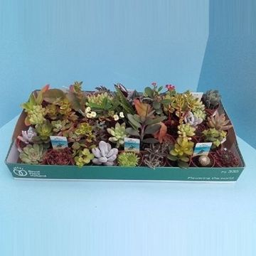 Succulents MIX Succulents MIX