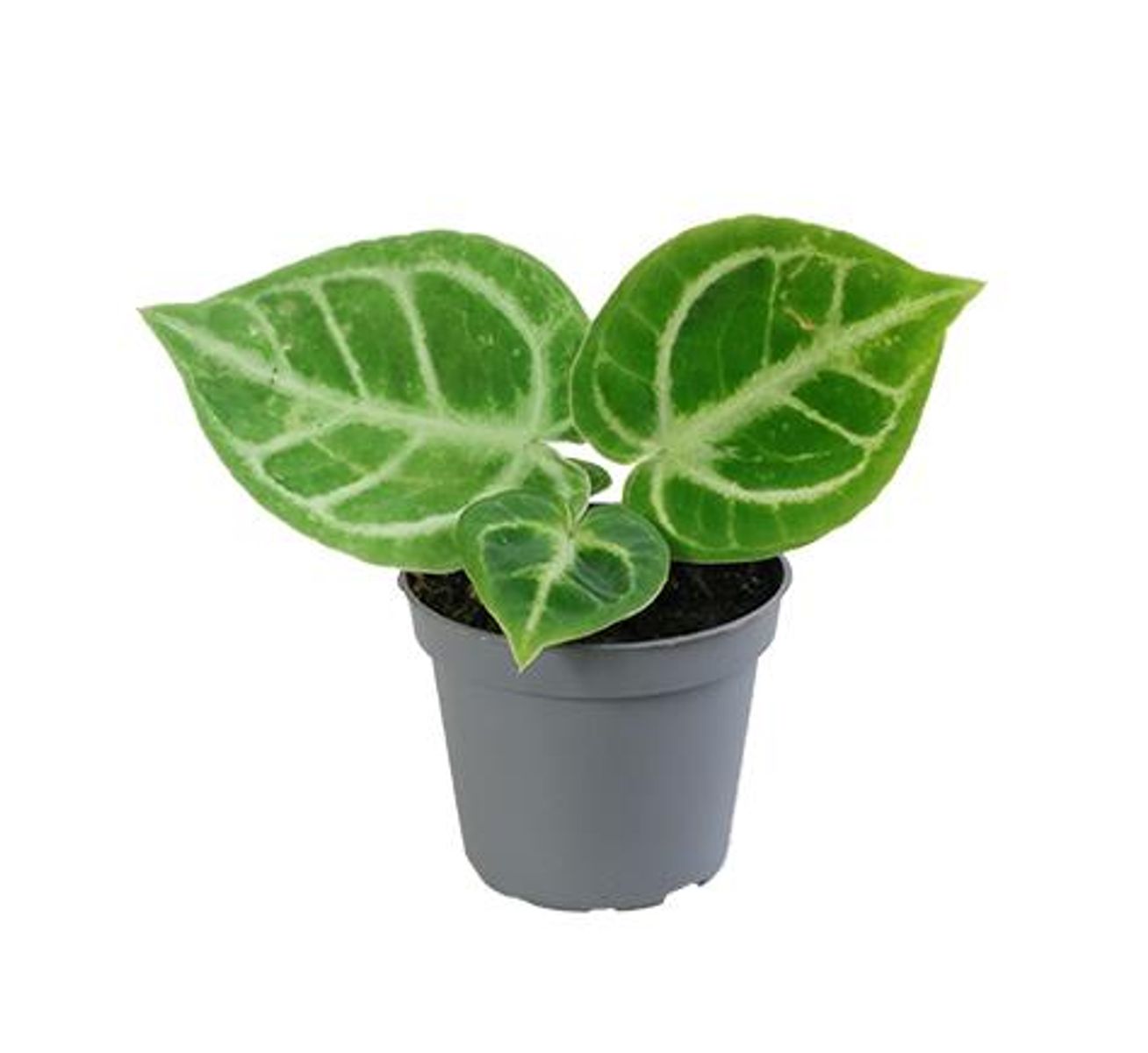 Anthurium crystallinum 'Dorayaki'  Plant Wholesale FlorAccess