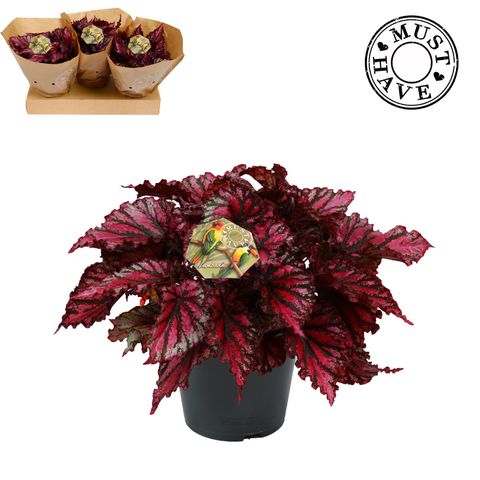 Begonia MAGIC COLOURS LAMBADA