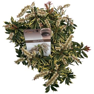 Pieris japonica 'Variegata'