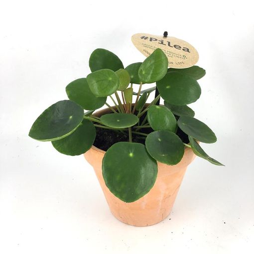 Pilea peperomioides