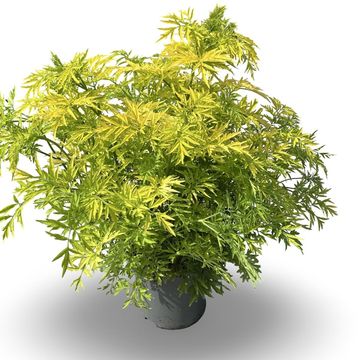 Sambucus nigra GOLDEN TOWER