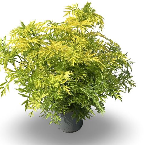 Sambucus nigra GOLDEN TOWER