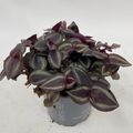 Tradescantia 'Purple Passion'