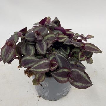 Tradescantia 'Purple Passion'