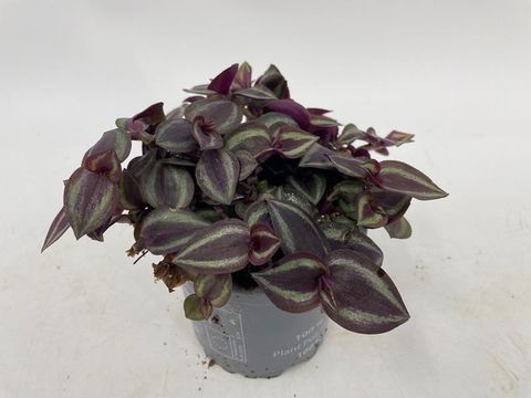 Tradescantia 'Purple Passion'