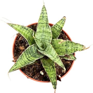 Sansevieria 'Snowflake'
