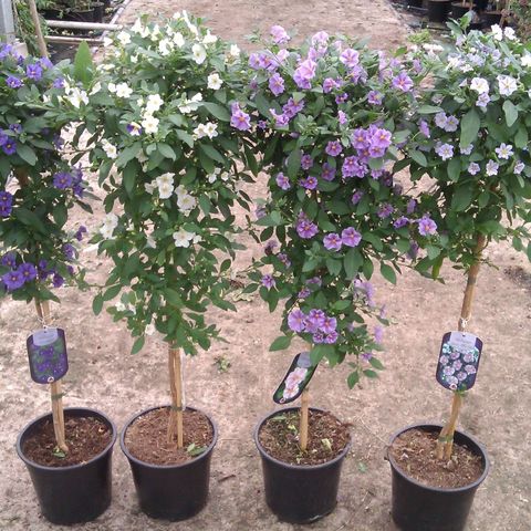 Solanum rantonnetii MIX