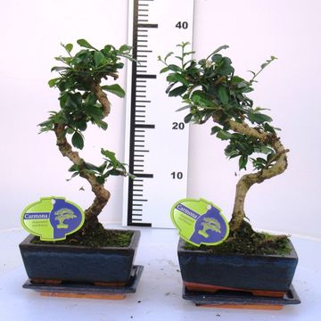 Ehretia microphylla