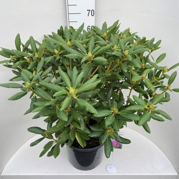 Rhododendron 'Розеум Элеганс'