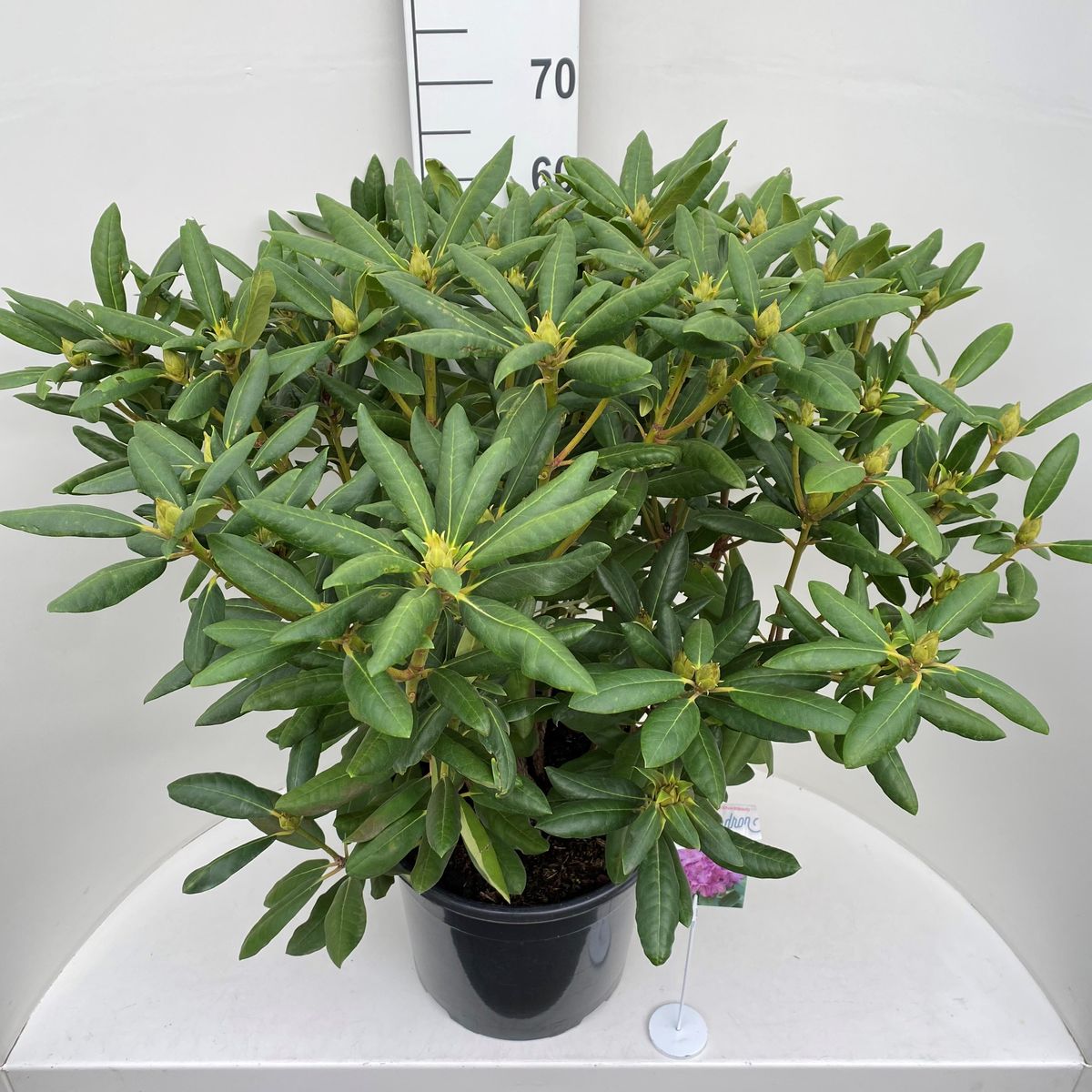 Rhododendron 'Roseum Elegans' Plant 20Ltr Pot
