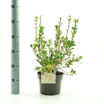 Enkianthus campanulatus PRETTYCOAT