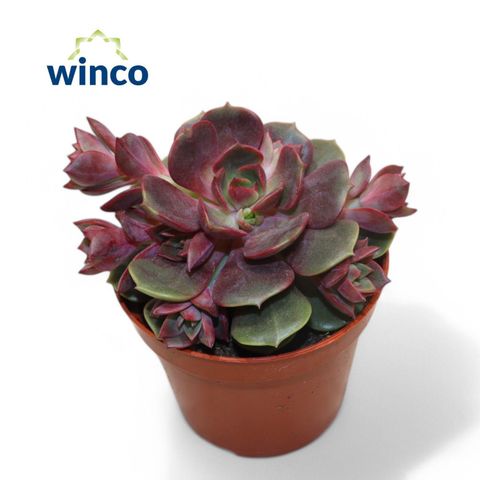 Echeveria 'Vampire Red Ball'