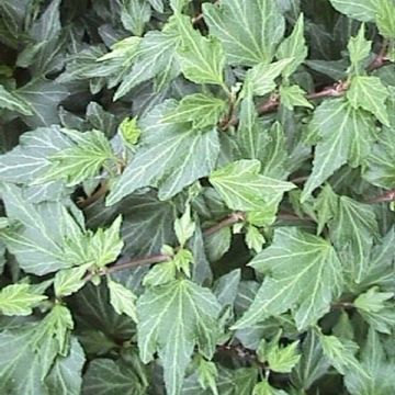 Hedera helix 'Jessica'