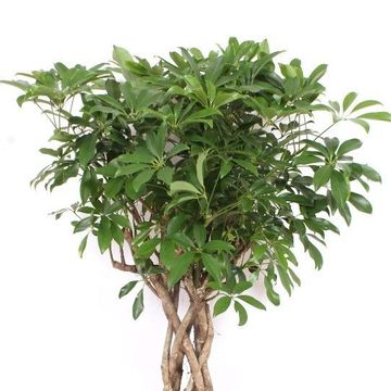Schefflera arboricola 'Compacta'