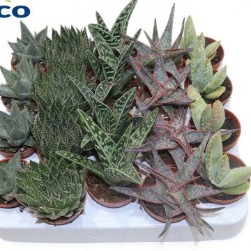 Aloe MIX