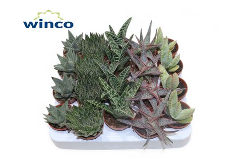 Aloe MIX