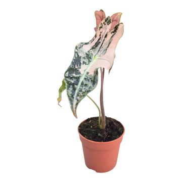 Alocasia sanderiana 'Nobilis Pink'