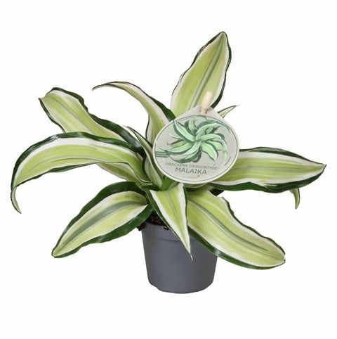 Dracaena fragrans 'Malaika' Dracaena fragrans 'Malaika'